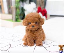 maltipoo puppy posted by NEW PUPPIES